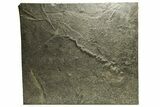 Unprepared Fossil Fish (Diplomystus) - Green River Frmation #290655-1